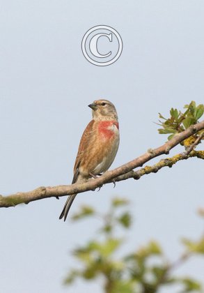 Linnet DM1799